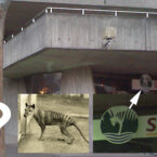 Ghost of the Thylacine in Launceston